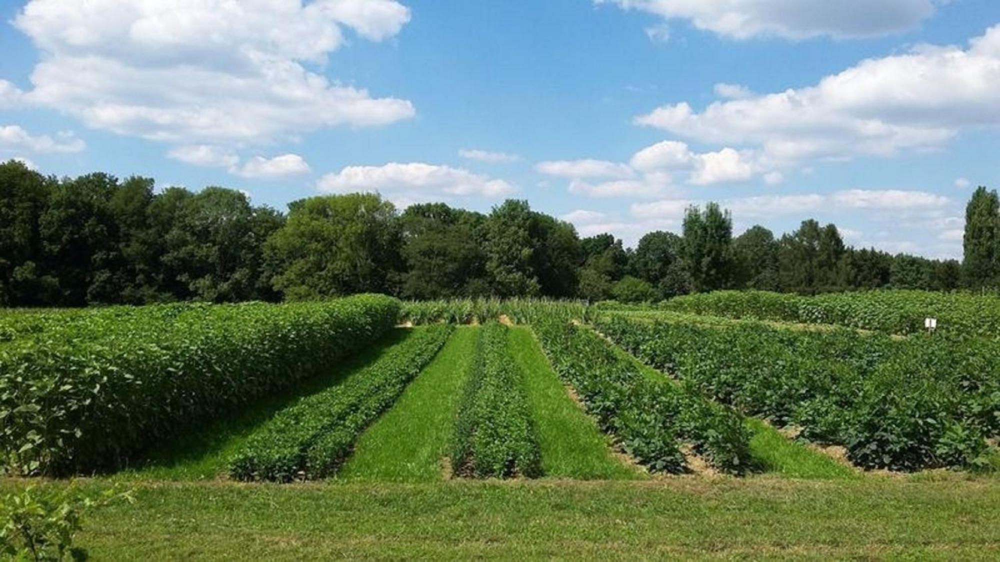 Bauernhof Sesterhenn Leichlingen Kültér fotó