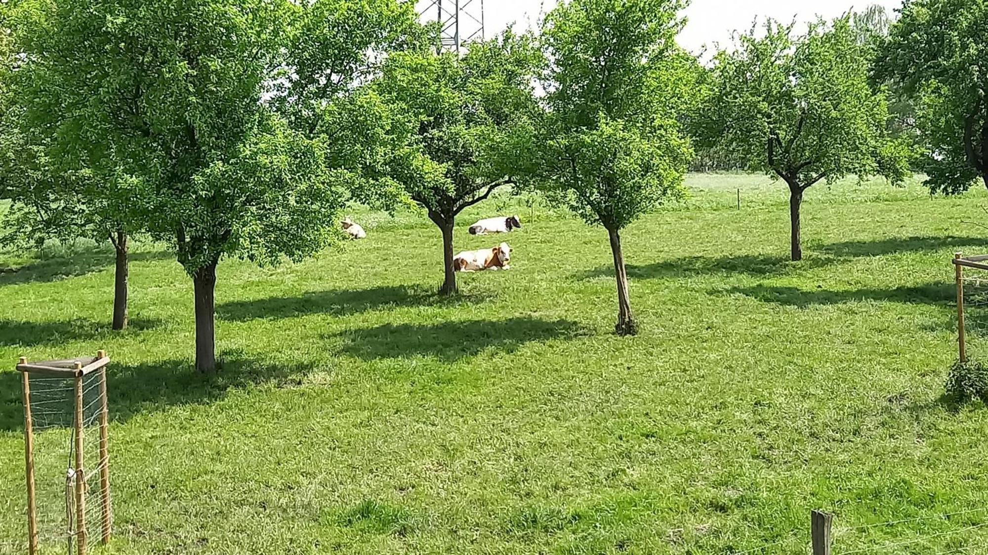 Bauernhof Sesterhenn Leichlingen Kültér fotó