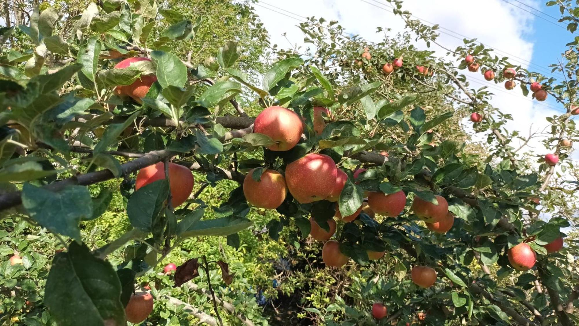 Bauernhof Sesterhenn Leichlingen Kültér fotó
